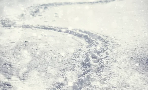 Vinterskogens Landskap Höga Träd Snötäcket Januari Frostiga Dag Parken — Stockfoto