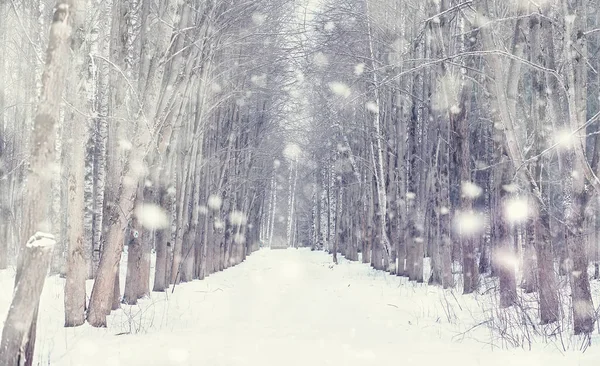 Paesaggio Forestale Invernale Alberi Alti Sotto Manto Neve Gennaio Giornata — Foto Stock