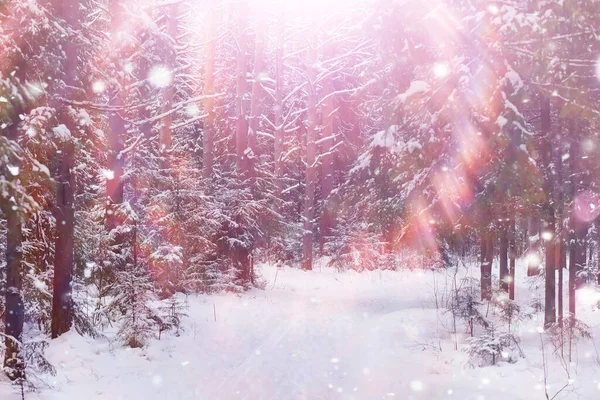 Paisagem Florestal Inverno Árvores Altas Sob Cobertura Neve Janeiro Dia — Fotografia de Stock