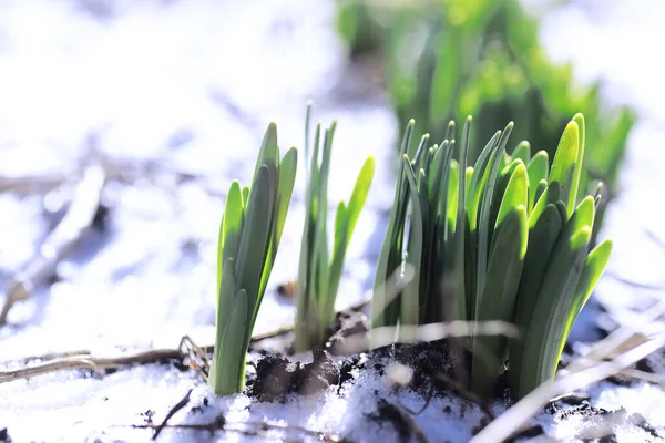 Prachtige Groene Plant Ontspruiten Door Sneeuw Winter Eerste Bloemen Sneeuwklokjes — Stockfoto