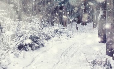 Kış orman manzarası. Kar altında uzun ağaçlar. Ocak ayının soğuk günü parkta.
