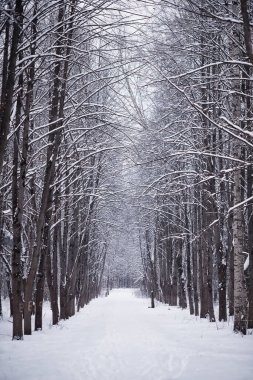 Kış orman manzarası. Kar altında uzun ağaçlar. Ocak ayının soğuk günü parkta.