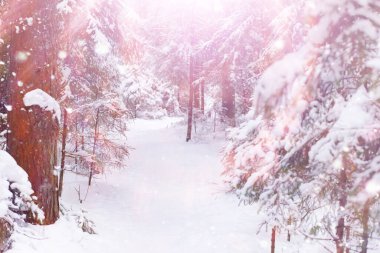Kış orman manzarası. Kar altında uzun ağaçlar. Ocak ayının soğuk günü parkta.