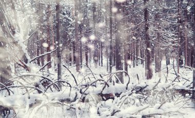 Kış orman manzarası. Kar altında uzun ağaçlar. Ocak ayının soğuk günü parkta.