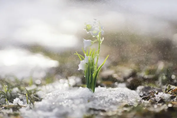 Die Ersten Frühlingsblumen Schneeglöckchen Wald Wachsen Aus Schnee Weiße Maiglöckchen — Stockfoto