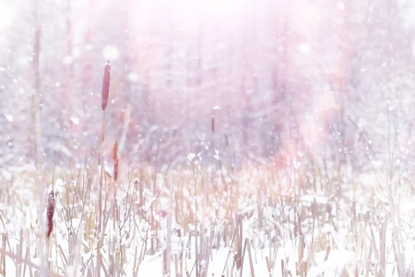 Winter Forest Landscape Tall Trees Snow Cover January Frosty Day — Stock Photo, Image