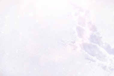 Kış orman manzarası. Kar altında uzun ağaçlar. Ocak ayının soğuk günü parkta.