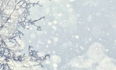 Kış orman manzarası. Kar altında uzun ağaçlar. Ocak ayının soğuk günü parkta.