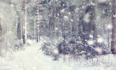 Kış orman manzarası. Kar altında uzun ağaçlar. Ocak ayının soğuk günü parkta.