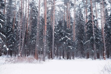 Kış orman manzarası. Kar altında uzun ağaçlar. Ocak ayının soğuk günü parkta.