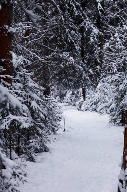 Kış orman manzarası. Kar altında uzun ağaçlar. Ocak ayının soğuk günü parkta.