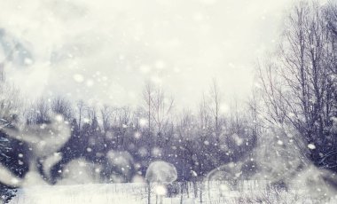 Kış orman manzarası. Kar altında uzun ağaçlar. Ocak ayının soğuk günü parkta.
