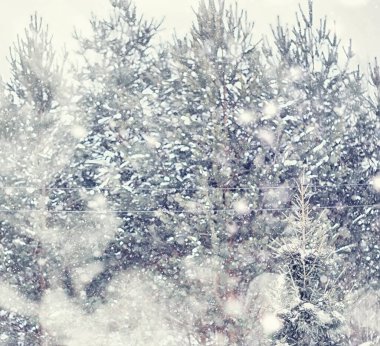 Kış orman manzarası. Kar altında uzun ağaçlar. Ocak ayının soğuk günü parkta.