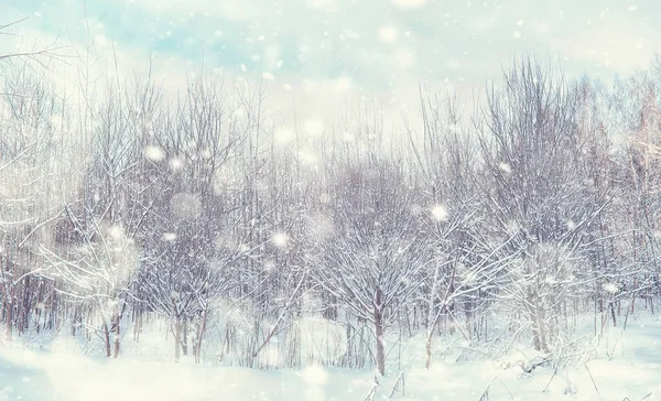 Paisaje Forestal Invernal Árboles Altos Bajo Cubierta Nieve Enero Día — Foto de Stock