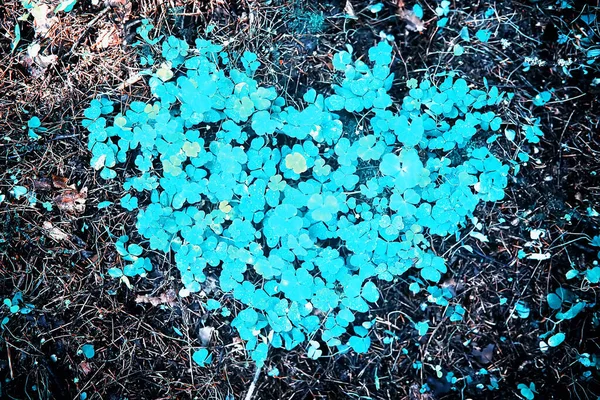 Dört yapraklı yonca arkaplanı. Geleneksel İrlanda sembolü. Aziz Patrick Günü.