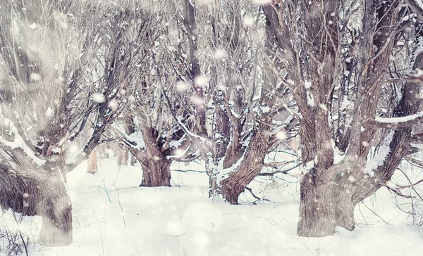 Paysage Forestier Hivernal Grands Arbres Sous Neige Janvier Journée Givré — Photo