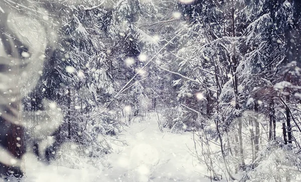 Paisaje Forestal Invernal Árboles Altos Bajo Cubierta Nieve Enero Día — Foto de Stock