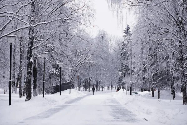 Kış orman manzarası. Kar altında uzun ağaçlar. Ocak ayının soğuk günü parkta.