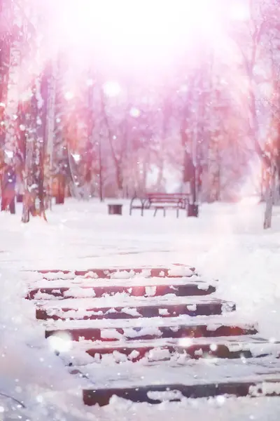 Winter Forest Landscape Tall Trees Snow Cover January Frosty Day — Stock Photo, Image