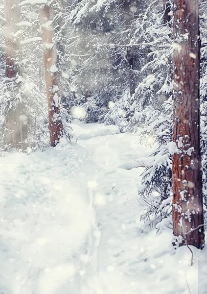 Winterliche Waldlandschaft Hohe Bäume Unter Einer Schneedecke Frosttag Januar Park — Stockfoto