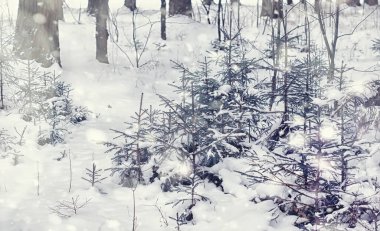 Kış orman manzarası. Kar altında uzun ağaçlar. Ocak ayının soğuk günü parkta.
