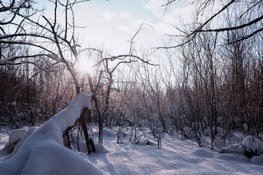 Kış orman manzarası. Kar altında uzun ağaçlar. Ocak ayının soğuk günü parkta.