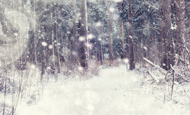 Kış orman manzarası. Kar altında uzun ağaçlar. Ocak ayının soğuk günü parkta.