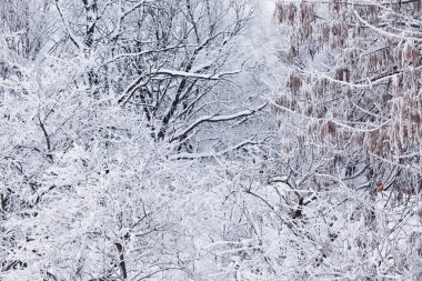 Kış orman manzarası. Kar altında uzun ağaçlar. Ocak ayının soğuk günü parkta.