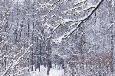 Kış orman manzarası. Kar altında uzun ağaçlar. Ocak ayının soğuk günü parkta.