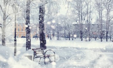 Kış orman manzarası. Kar altında uzun ağaçlar. Ocak ayının soğuk günü parkta.