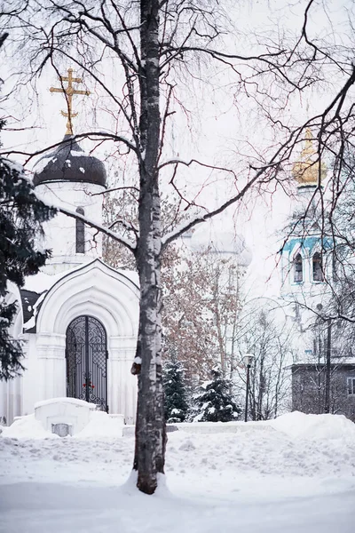 Vinterskogens Landskap Höga Träd Snötäcket Januari Frostiga Dag Parken — Stockfoto