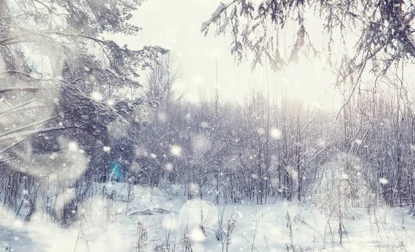 Paisagem Florestal Inverno Árvores Altas Sob Cobertura Neve Janeiro Dia — Fotografia de Stock