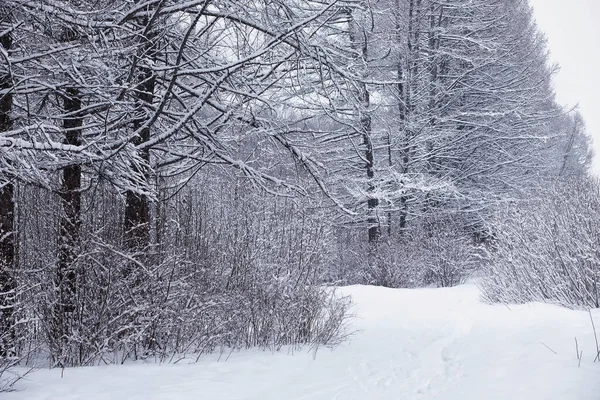 Paysage Forestier Hivernal Grands Arbres Sous Neige Janvier Journée Givré — Photo