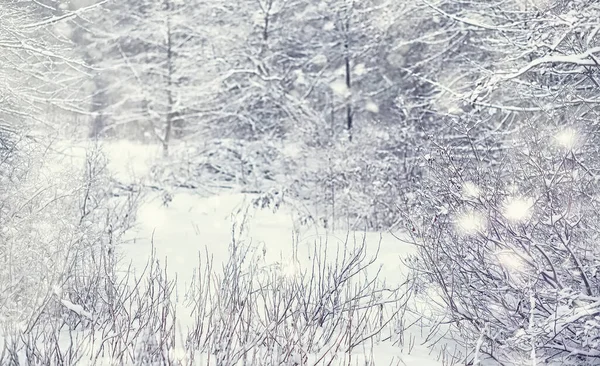 Winterbos Landschap Hoge Bomen Onder Sneeuw Januari Ijzige Dag Park — Stockfoto
