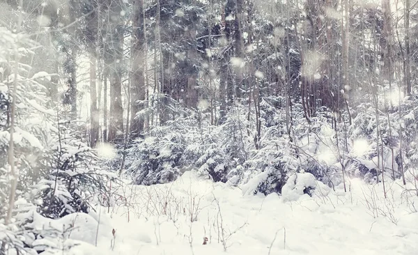 Paisagem Florestal Inverno Árvores Altas Sob Cobertura Neve Janeiro Dia — Fotografia de Stock