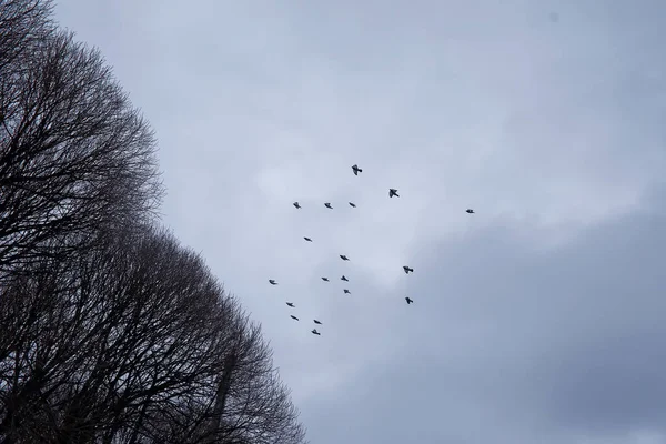 Winterbos Landschap Hoge Bomen Onder Sneeuw Januari Ijzige Dag Park — Stockfoto