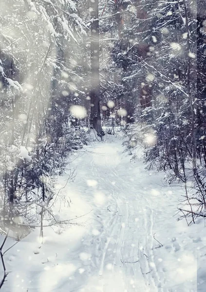 Paisagem Florestal Inverno Árvores Altas Sob Cobertura Neve Janeiro Dia — Fotografia de Stock