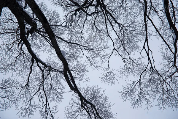 冬季森林景观 积雪覆盖下的高大的树 一月里公园里寒冷的一天 — 图库照片