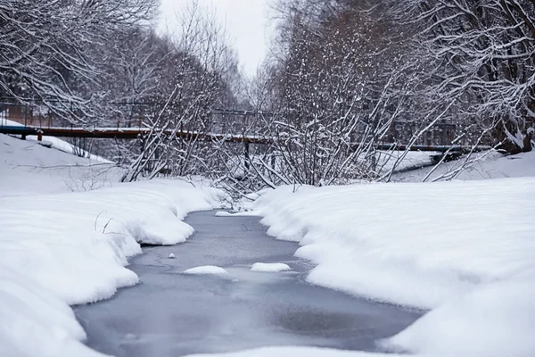 Paisagem Florestal Inverno Árvores Altas Sob Cobertura Neve Janeiro Dia — Fotografia de Stock