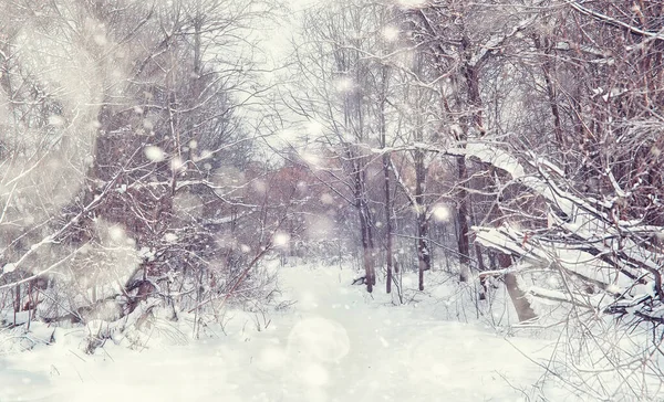 Winterbos Landschap Hoge Bomen Onder Sneeuw Januari Ijzige Dag Park — Stockfoto