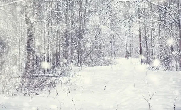 Χειμερινό Δάσος Τοπίο Ψηλά Δέντρα Κάτω Από Χιόνι Ιανουάριος Παγωμένη — Φωτογραφία Αρχείου