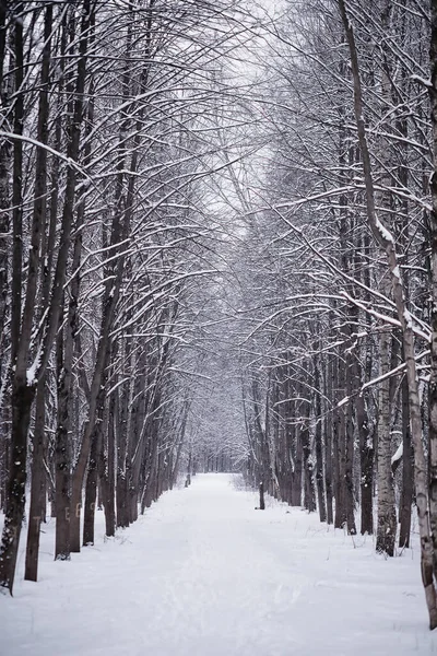 Winterliche Waldlandschaft Hohe Bäume Unter Einer Schneedecke Frosttag Januar Park — Stockfoto