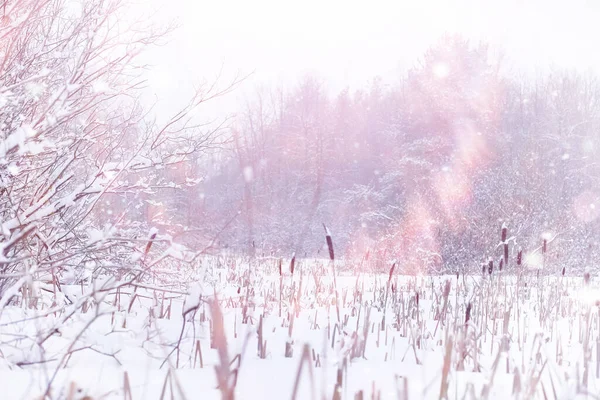 Winter Forest Landscape Tall Trees Snow Cover January Frosty Day — Stock Photo, Image