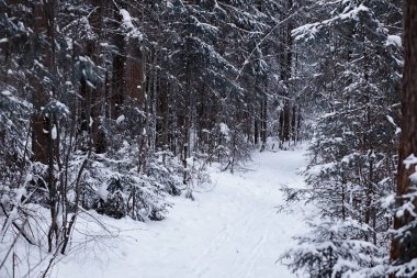Kış orman manzarası. Kar altında uzun ağaçlar. Ocak ayının soğuk günü parkta.