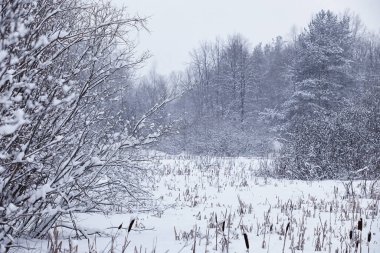 Kış orman manzarası. Kar altında uzun ağaçlar. Ocak ayının soğuk günü parkta.