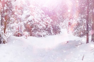 Kış orman manzarası. Kar altında uzun ağaçlar. Ocak ayının soğuk günü parkta.