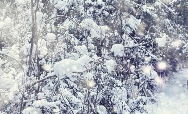 Kış orman manzarası. Kar altında uzun ağaçlar. Ocak ayının soğuk günü parkta.