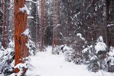 Kış orman manzarası. Kar altında uzun ağaçlar. Ocak ayının soğuk günü parkta.