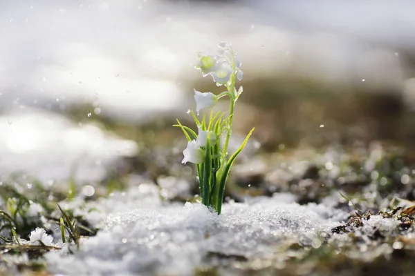 Die Ersten Frühlingsblumen Schneeglöckchen Wald Wachsen Aus Schnee Weiße Maiglöckchen — Stockfoto