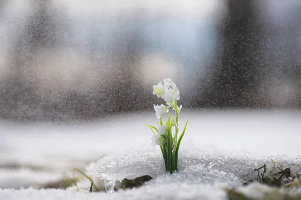Primeiras Flores Primavera Gotas Neve Floresta Crescem Neve Lírio Branco — Fotografia de Stock